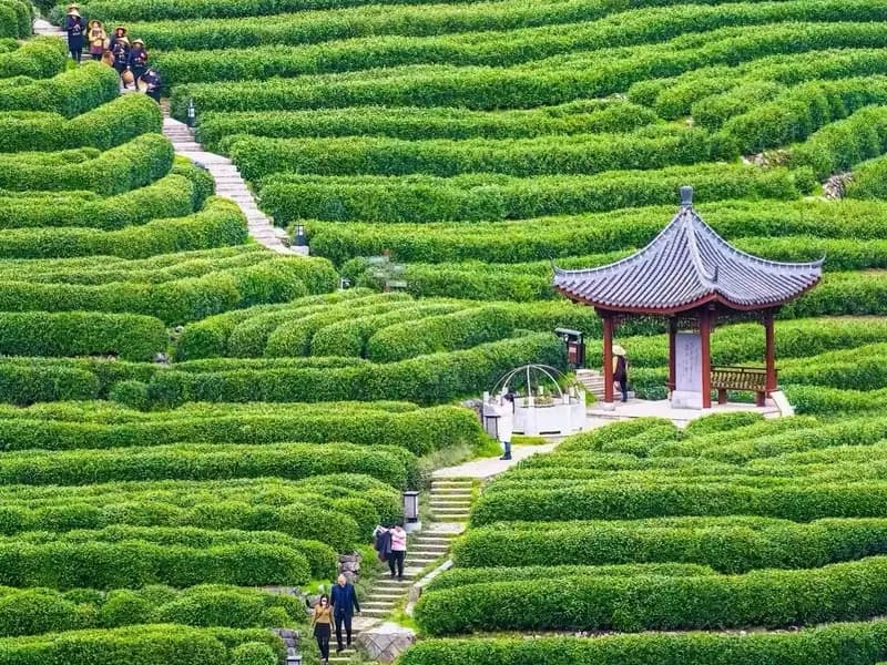 Longjing Village and West Lake Longjing Tea: Drink in the Hills, See the Fields, Buy If You Like