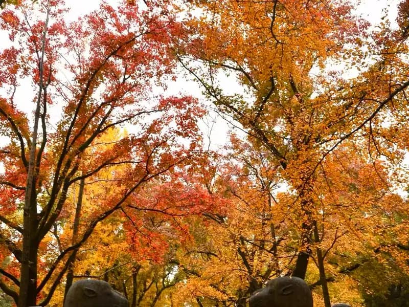 Purple Mountain on Foot: Why You Shouldn't Take the Shuttle Bus