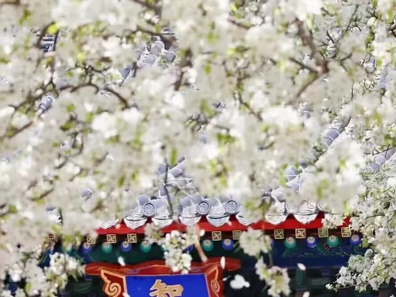 Beijing in Spring: Where Cherry Blossoms Meet Imperial Roofs