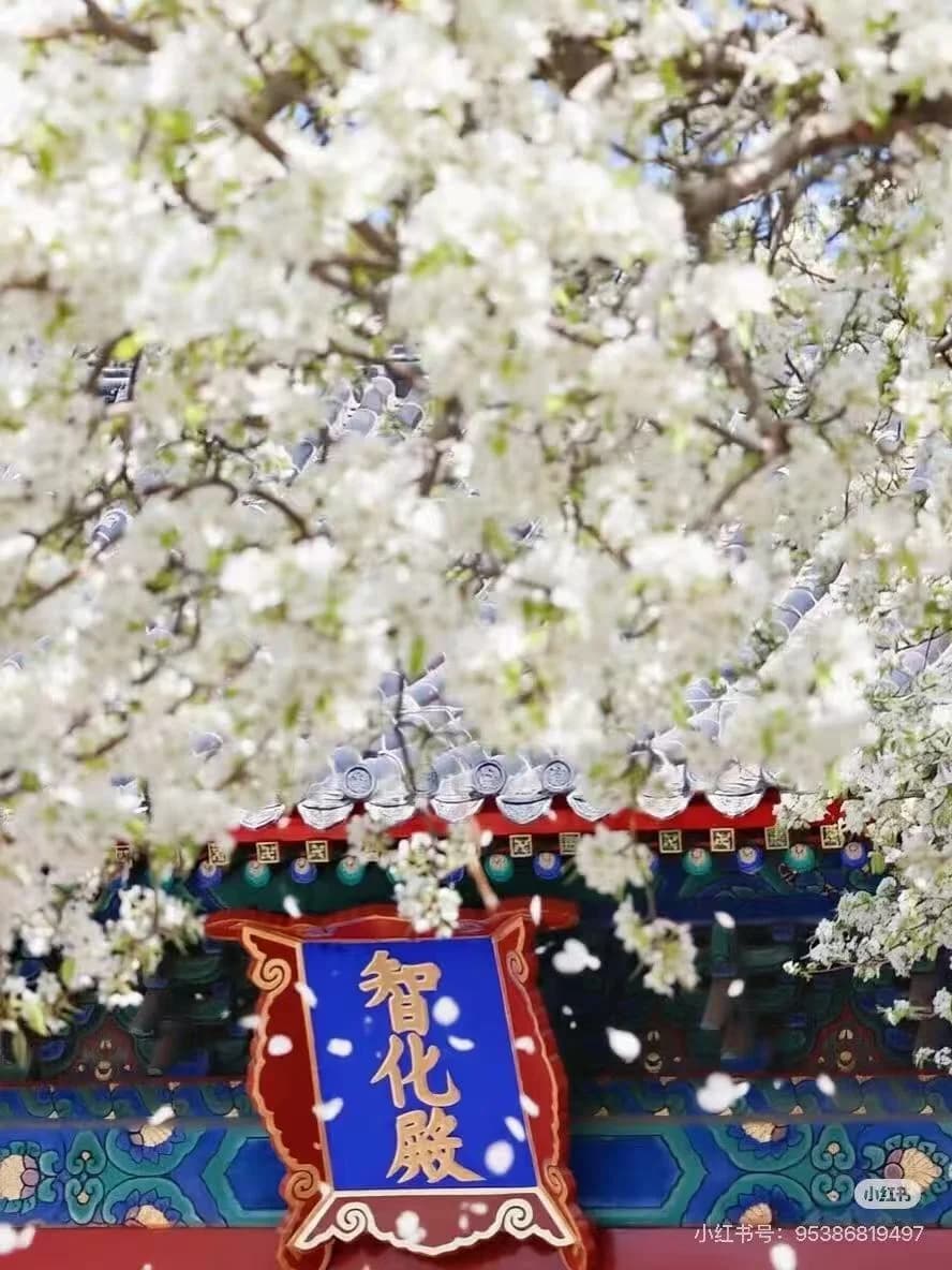 Beijing in Spring: Where Cherry Blossoms Meet Imperial Roofs