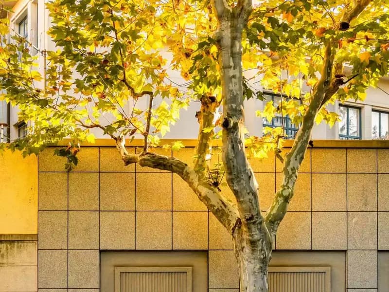 Shanghai in Autumn: The Secret Month Locals Wait For All Year