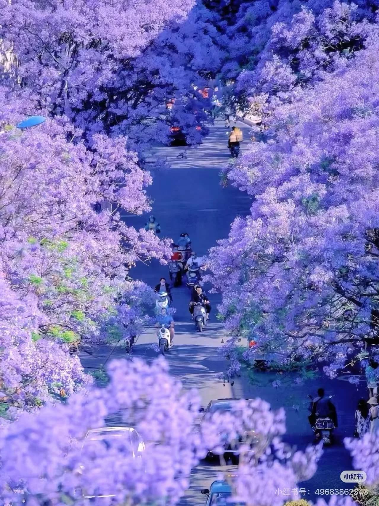 A street in Kunming lined with vibrant purple Jacaranda trees in full bloom, with scooters traveling down the road.