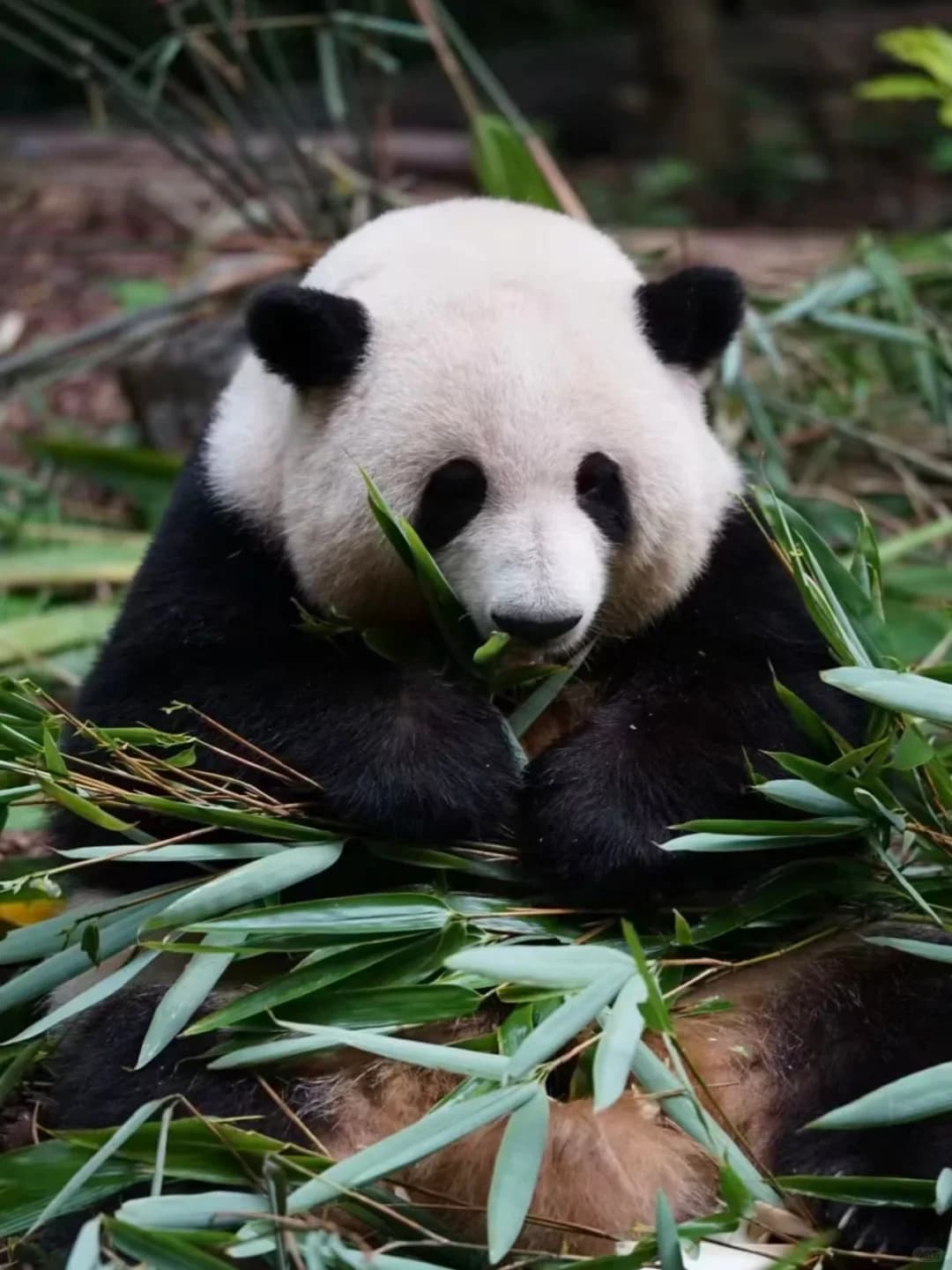 A high-speed train enters a platform, with the skyline and hilly landscape of Chengdu or Chongqing in the background.