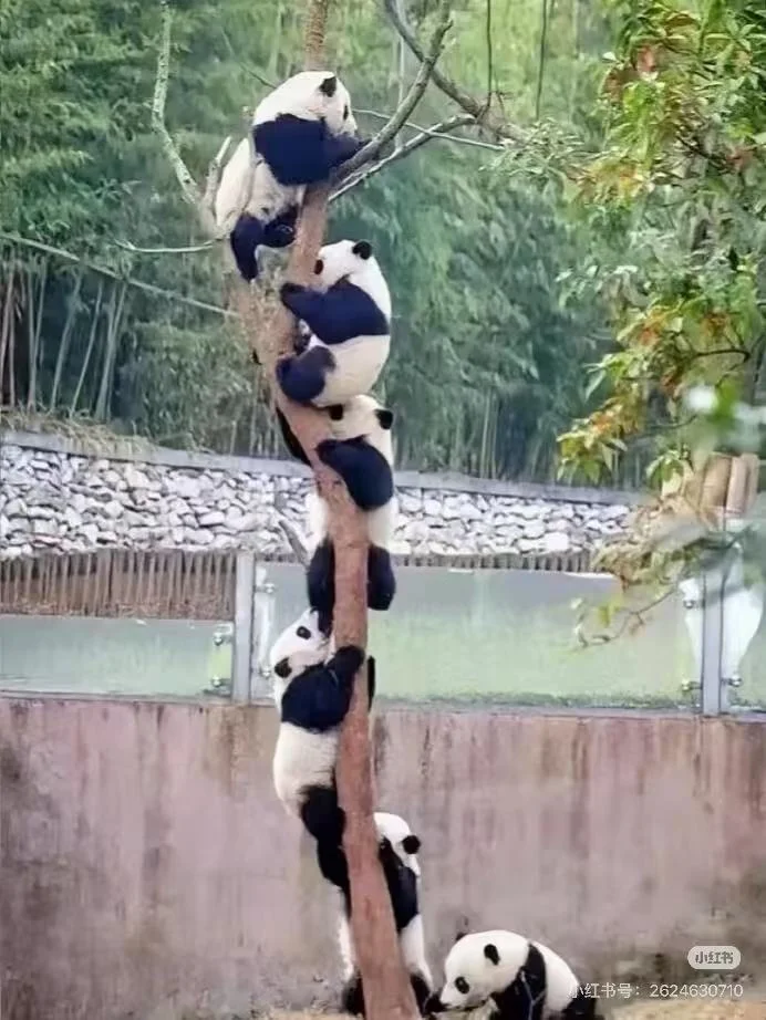 Chengdu Research Base of Giant Panda Breeding